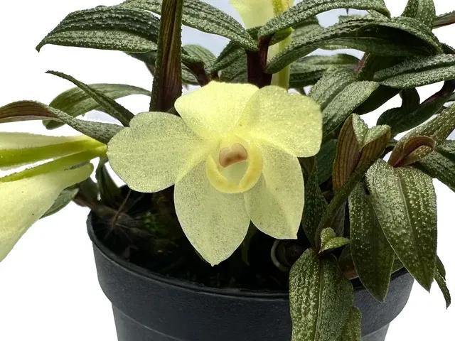 Dendrobium Illusion F. Xanthinum