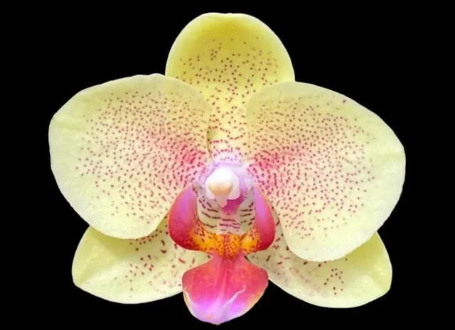 Phalaenopsis Red Jujube
