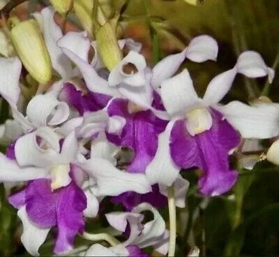 Dendrobium Mem. Lillian Yamada
