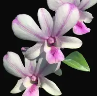 Dendrobium Popeye, orchid — Not Currently In Bloom or Spike
