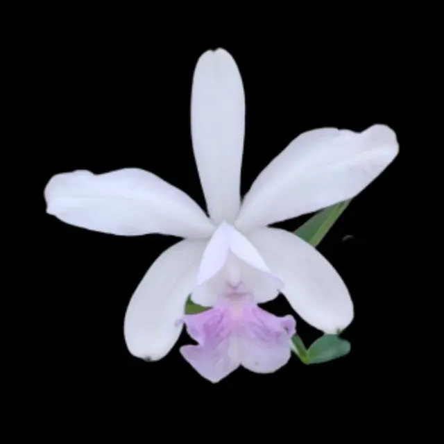 Cattleya walkeriana x 'Midnight Blue'