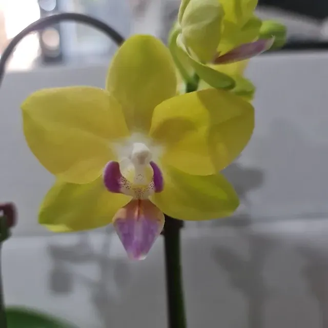 Phalaenopsis Sunrise