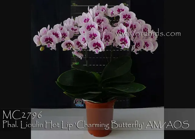 Phalaenopsis Lioulin Hot Lip