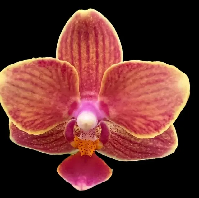 Phalaenopsis 'ARK 1018'