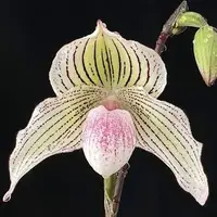 Paphiopedilum niveum × rothschildianum flask