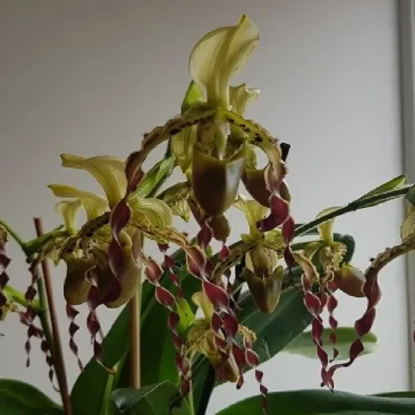 Paphiopedilum parishii 'Big Dorsal' (Paphiopedilum)