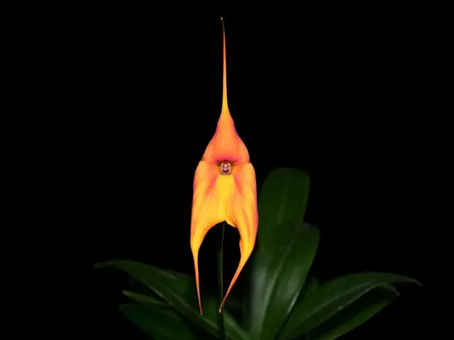 Masdevallia Pacifica Sunset (Masdevallia)