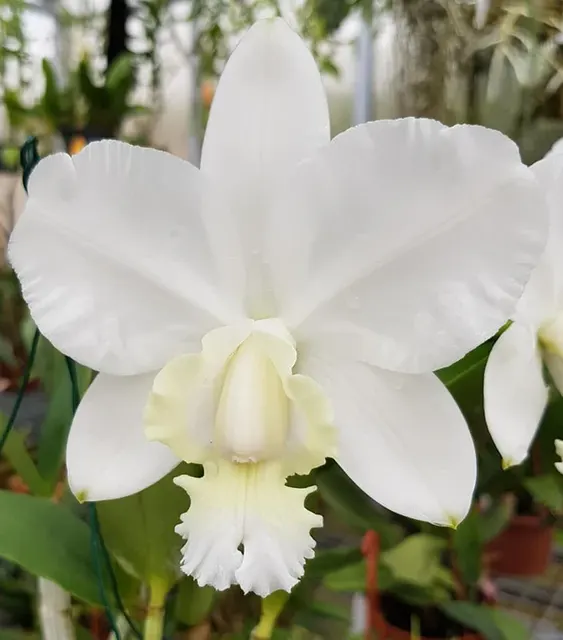 Cattleya dolosa f. alba 'Gorgeous'