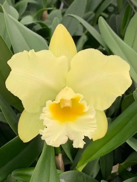 Rhyncholaeliocattleya Andean Treasure (Rhyncholaeliocattleya)