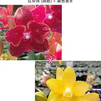 Phalaenopsis Taida Red Bird (peloric 2 eyes) × Yaphon Perfume 'Yellow' 2.5" Fragrant