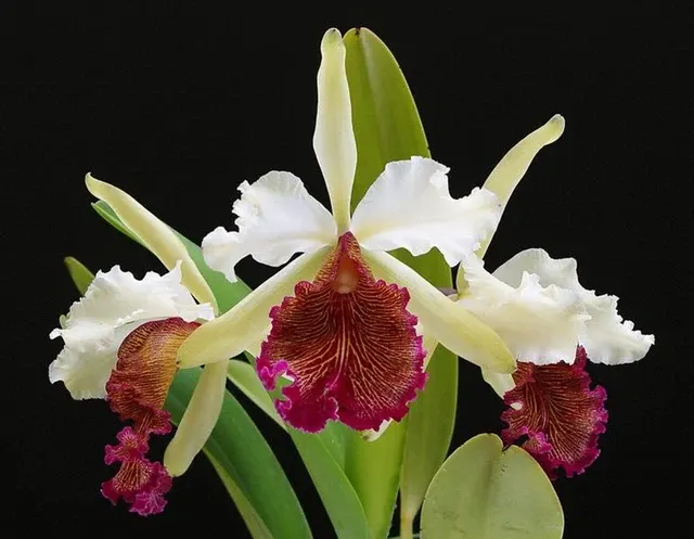 Cattleya dowiana var x 'Claire'