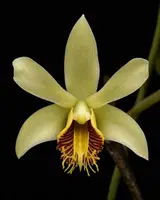 Dendrobium venustum