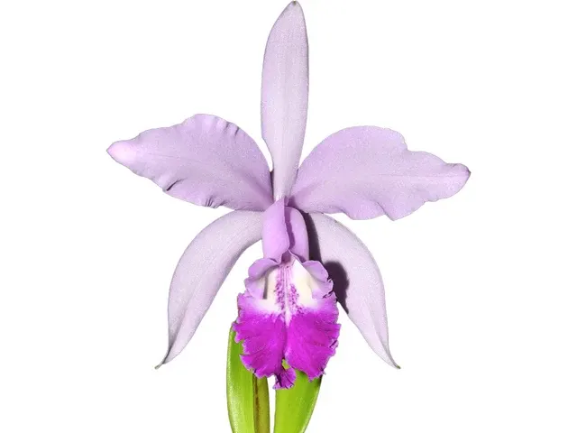 Cattleya Intermedia-Gigas (Cattleya)