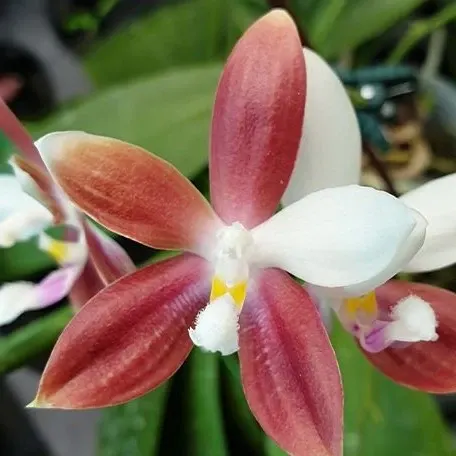 Phalaenopsis tetraspis 'C1' (Phalaenopsis)