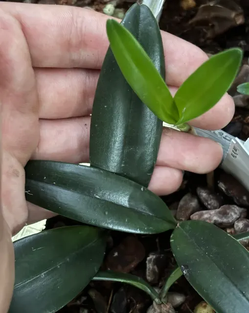 Bulbophyllum blepharistes (Bulbophyllum)