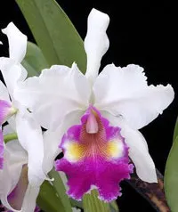 Laeliocattleya De Loris Ziegfeld 'Caruthers' (Laeliocattleya)
