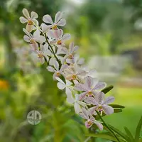 Mokara Orchid Cristine White Mature - Big Top Cutting - Ready To Flower