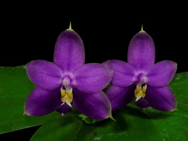Phalaenopsis violacea 'Wilson' (Phalaenopsis)