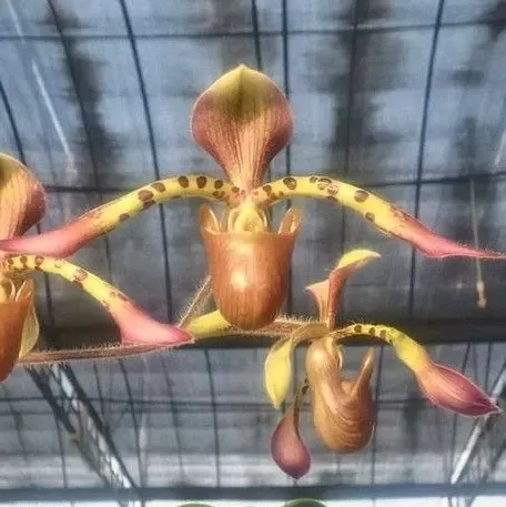 Paphiopedilum haynaldianum × lowii (Paphiopedilum)