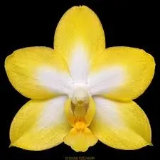 Phalaenopsis 'Yuan Shan Sweet Girl' (Phalaenopsis)