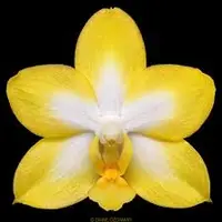 Phalaenopsis Yuan Shan Sweet Girl