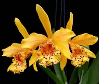 Rby. Copper Queen 'Ruby Lip' HCC/AOS (YD153) (Hybrid) Rby.=Rhynchobrassoleya