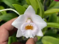 C. alaorii x sib (WEI397) (Cattleya - - alaorii )