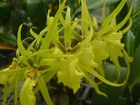 Brascidostele Tower of Rex 'Mr Green Jeans'