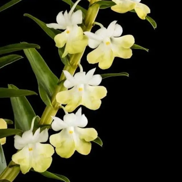 Dendrobium uniflorum (Dendrobium)