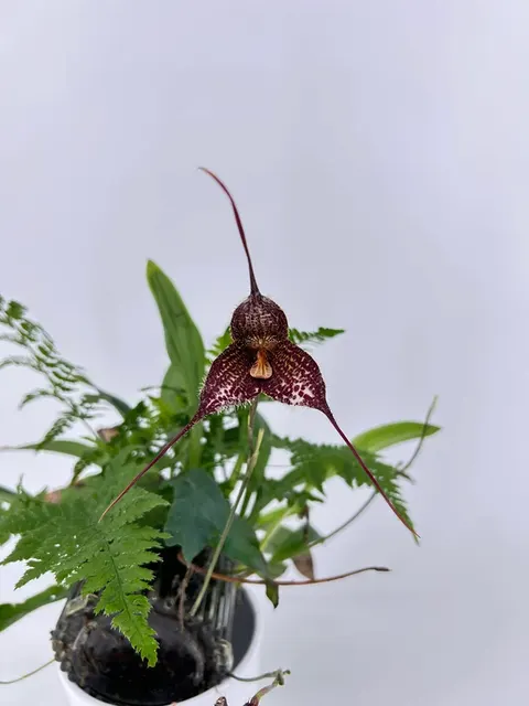 Dracula chimaera (Dracula)