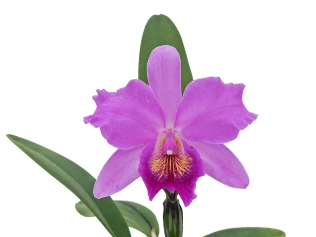 Cattlianthe Tayos (Cattlianthe)
