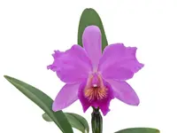 Cattlianthe Tayos