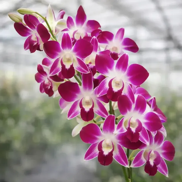 Dendrobium Udon Red Medium Size (Dendrobium)