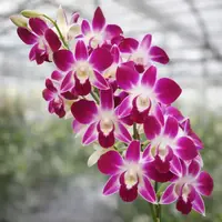Dendrobium Udon Red Medium Size