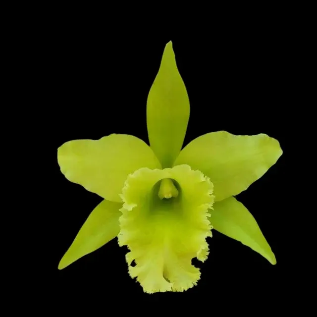 Cattleya Alliance: Rlc. Ports Of Paradise