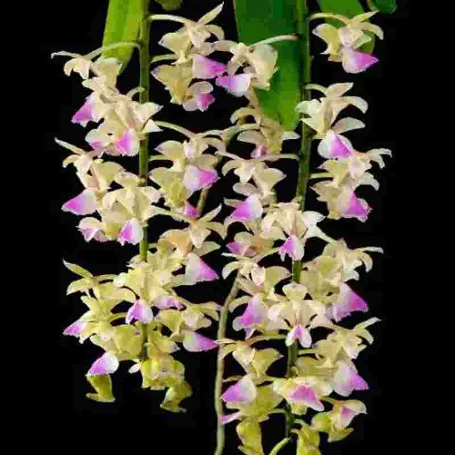 Aerides houllentiana sp (Aerides)