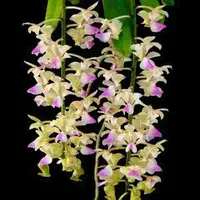 Aerides houllentiana sp.