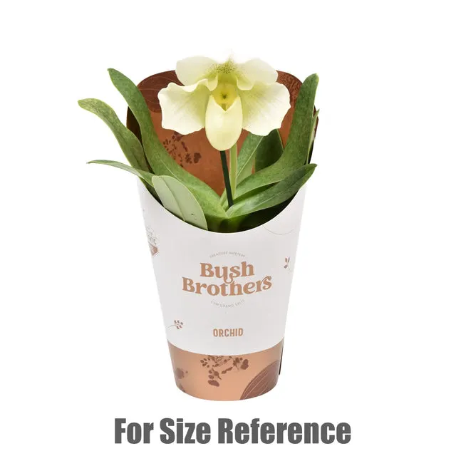Paphiopedilum XXL white