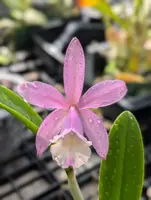 Bc. Walter August 'Pink Freckles' x C. loddigesii aquinii 'Alvaro Perelia' | BS not in bloom