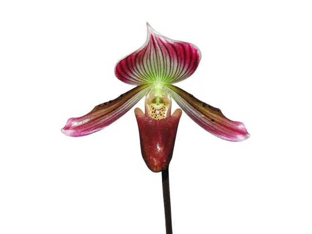 Paphiopedilum callosum type pygmy form (Paphiopedilum)
