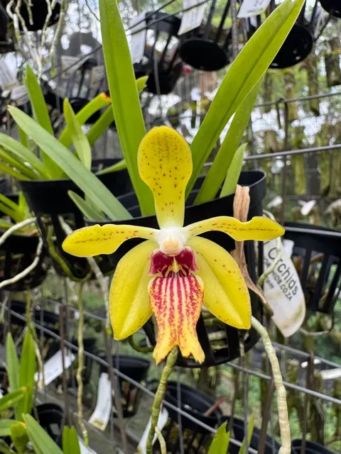 Vanda Bill Burke (Vanda)