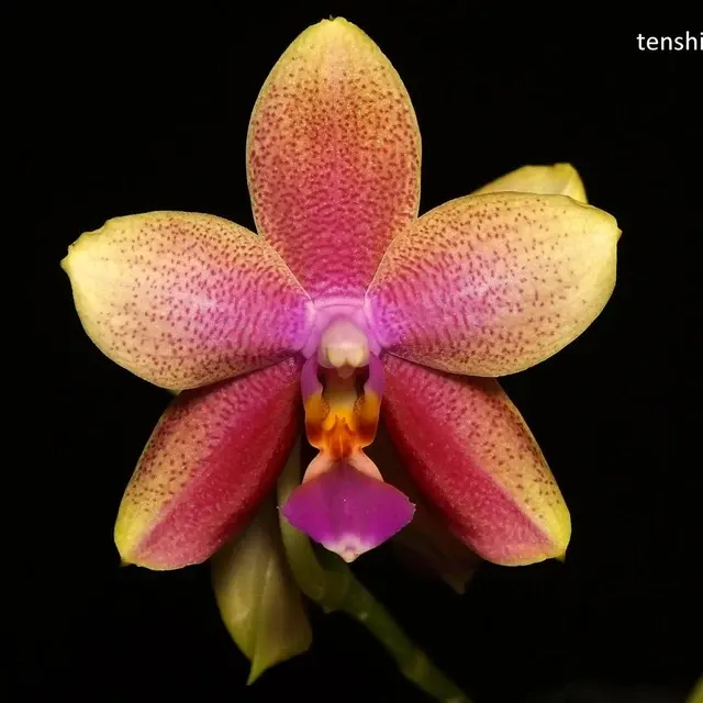 Phalaenopsis Sweet Memory 'Liodoro' (Phalaenopsis)