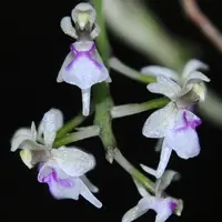 Saccolabiopsis Pusilla