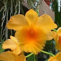 Dendrobium fimbriatum sp (Dendrobium)