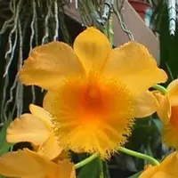 Dendrobium fimbriatum sp.