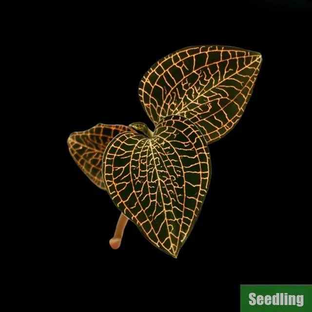Anoectochilus roxburghii hayata 'Red stem Pointed leaves'