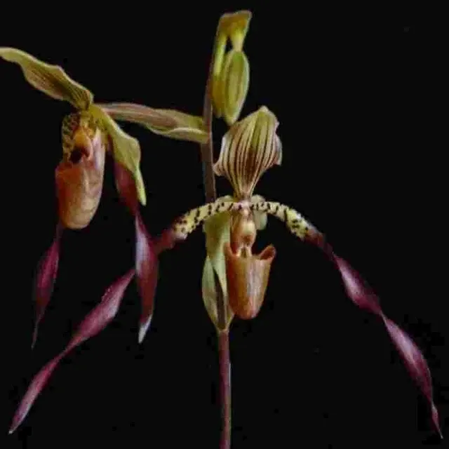 Paphiopedilium Berenice (Paphiopedilum)