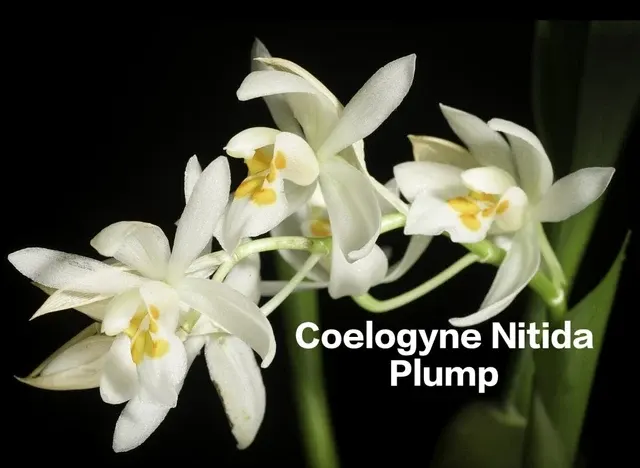Coelogyne nitida (Coelogyne)