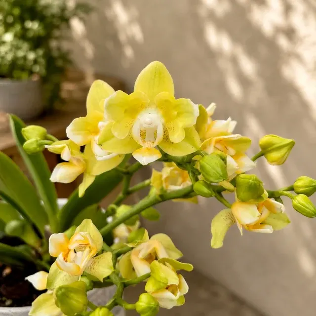Phalaenopsis Table Lemon Peloric - Butterfly