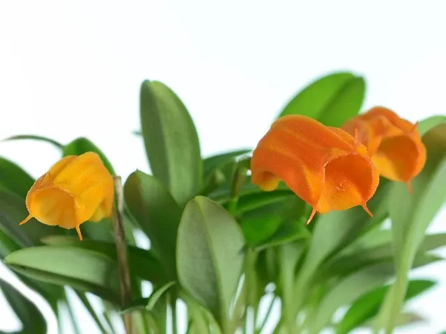 Masdevallia mendozae f xanthina (Masdevallia)